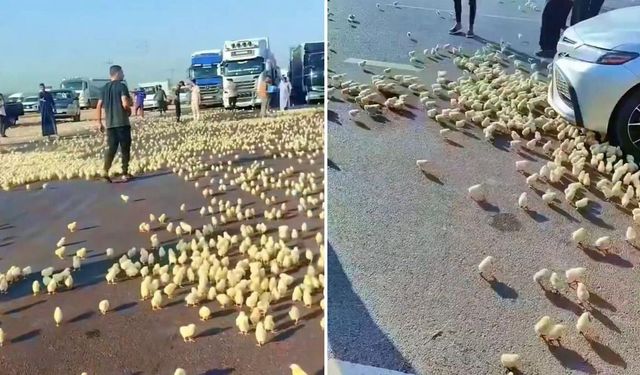 Irak’ta Civciv Yüklü Tır Otoyolda Devrildi