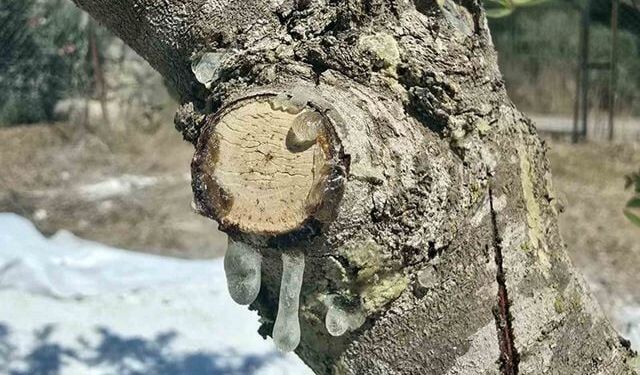 Muğla'da 11 Yıl Sonra İlk Sakız Hasadı