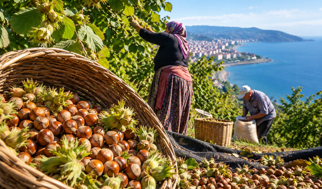 Giresun’da Fındık Hasadı Başladı: Rekolte Endişesi