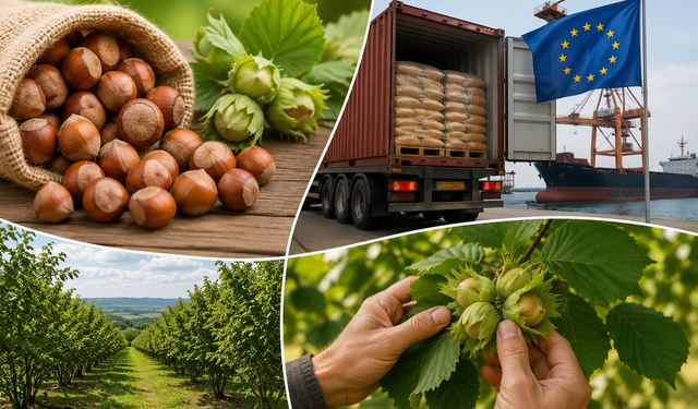 Düzce’den 7 Ayda 6 Bin 667 Ton Fındık İhracatı