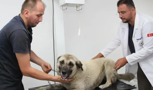 Giresun’da Köpeğe Çarpan Sürücü Yakalandı
