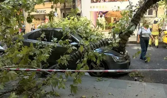 Nişantaşı’nda Çınar Ağacı Araçların Üzerine Devrildi