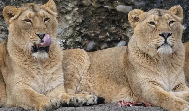 Japonya'daki Aşırı Sıcaklarda 3 Aslan Telef Oldu