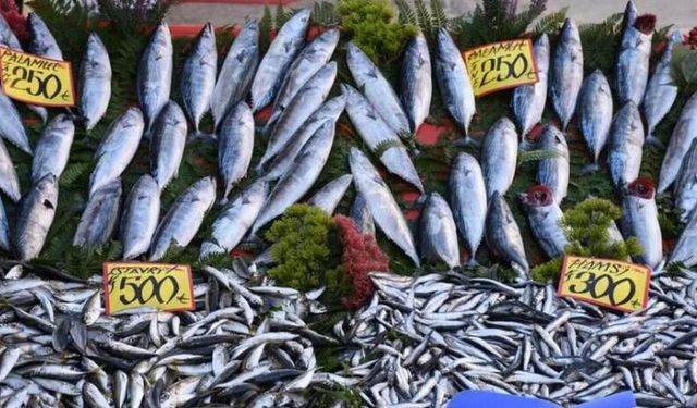 Balık Av Yasağı 1 Eylül’de Sona Eriyor