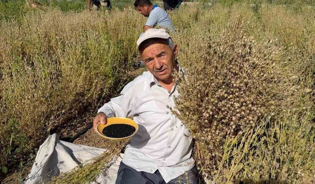 Develi’de Çörek Otu Hasadı Başladı