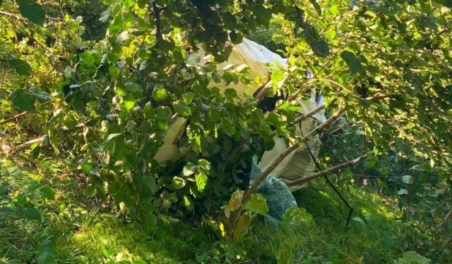 Giresun’da Kamyonet Fındık Bahçesine Devrildi