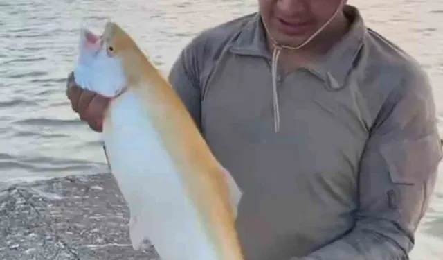 Keban Barajı’nda Nadir Albino Alabalık Yakalandı