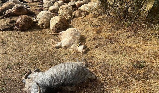 Bitlis'te Yıldırım Sürüye İsabet Etti: 36 Hayvan Telef Oldu