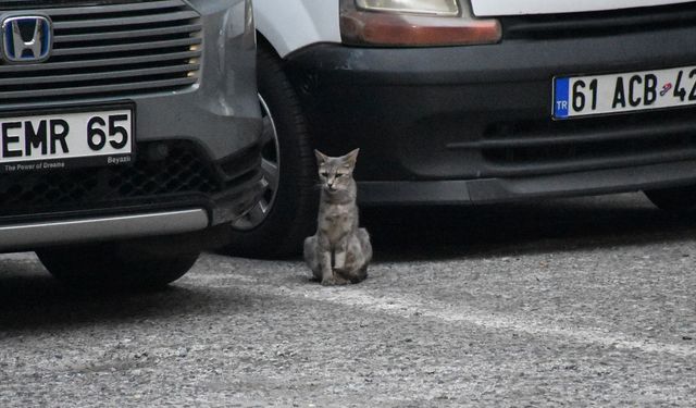 Trabzon'da Otomobilde Sıkışan Yavru Kediler Kurtarıldı