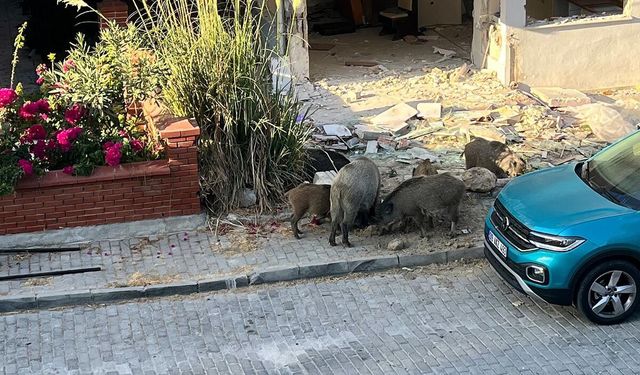 Kuşadası’nda Domuz Sürüsü Sokağa İndi