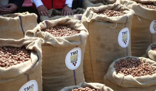 Fındık Üreticisi Randıman Farkına Tepki Gösterdi