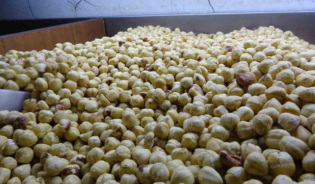 Üretici Fındığı Satmak Yerine İşleyerek Kazanıyor