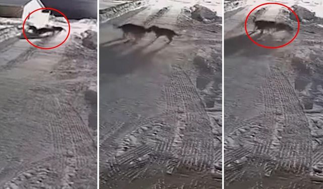 Kurt Sürüsü Çiftlikteki Köpeğe Saldırdı