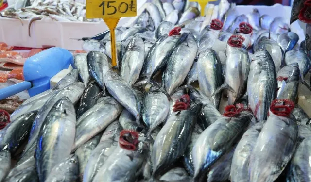 Trabzon'da Tezgahlar Palamutla Doldu