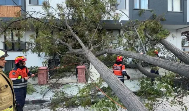 Avcılar’da Devrilen Ağaçtan Son Anda Kurtuldu