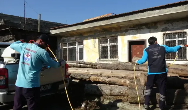 Trabzon’da Kokarcaya Karşı 200 Bin Samuray Arısı