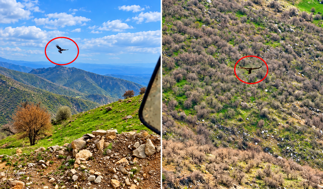 Şırnak’ta Kartal Yavru Domuzu Kapıp Uçtu