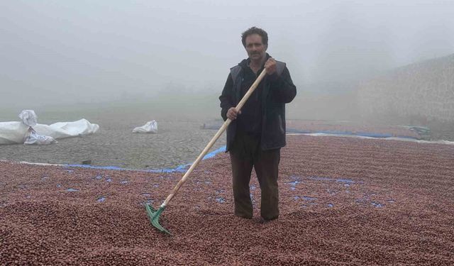 Giresun’da Fındık Kurutma Mesaisi Yağmura Takıldı