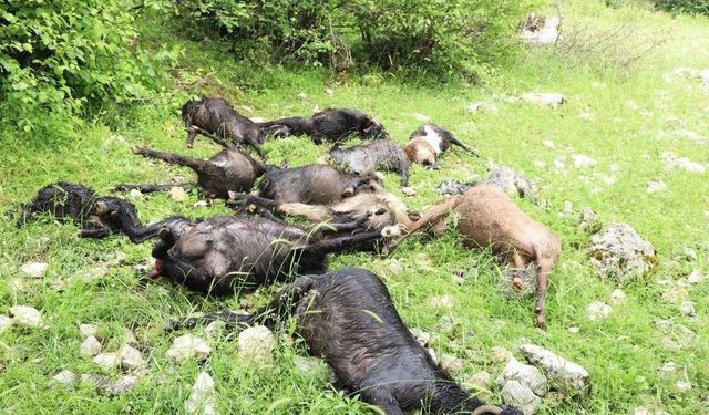 Kahramanmaraş’ta Kurt Saldırısı: 5 Hayvan Telef Oldu