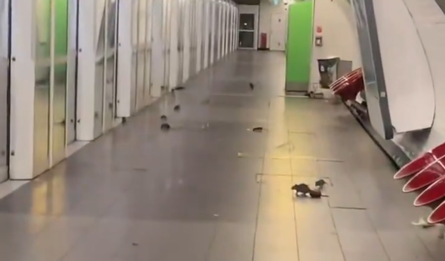 Paris’te Metro İstasyonunu Fareler Sardı