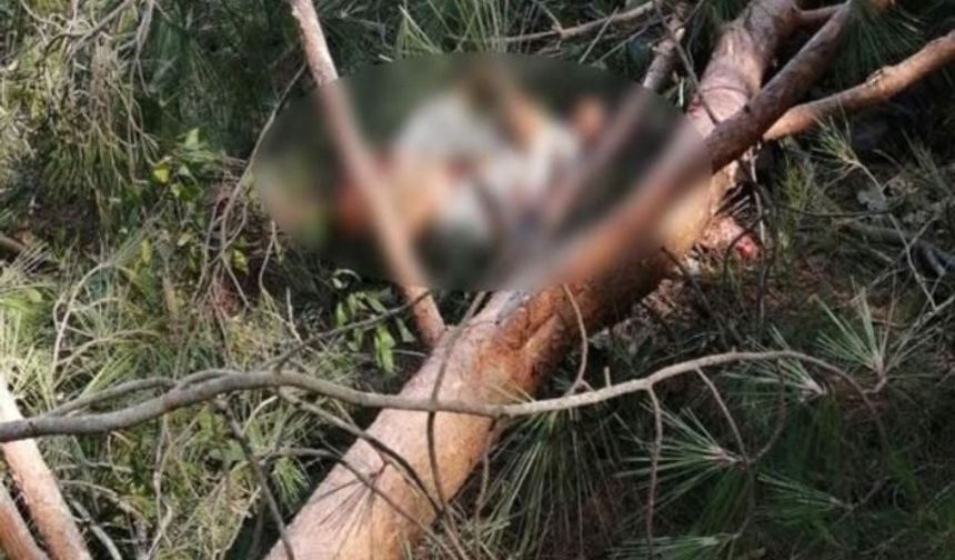 Trabzon Akçaabat'ta üzerine ağaç devrilen kişi öldü!