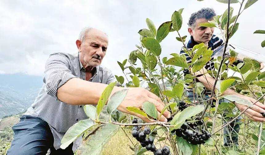 Trabzon'da yetişen 'süper meyve' aronya önemli bir gelir kaynağı oldu