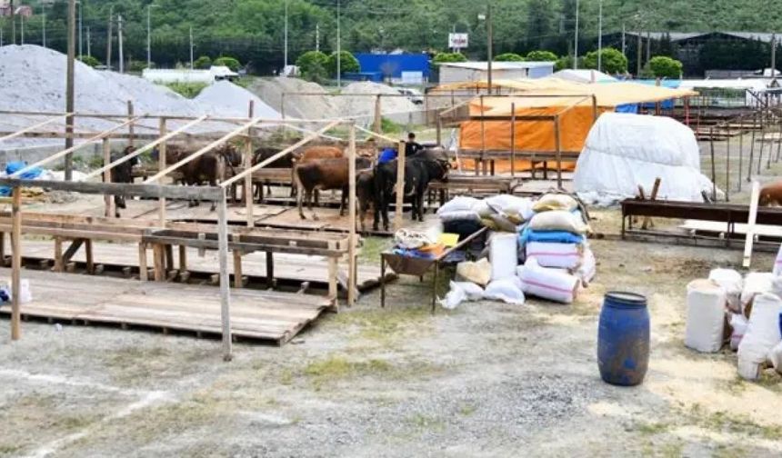 Trabzon’da Kurban Bayramı Hazırlıkları Başladı: Kurbanlıklar Pazarlara İndi
