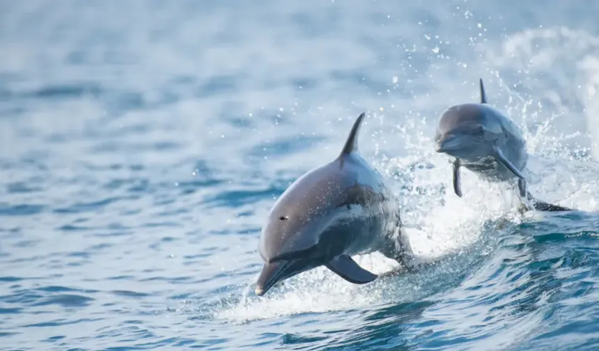 İlçe Limanı Açıklarında Görüntülenen Yunus İlgi Çekti