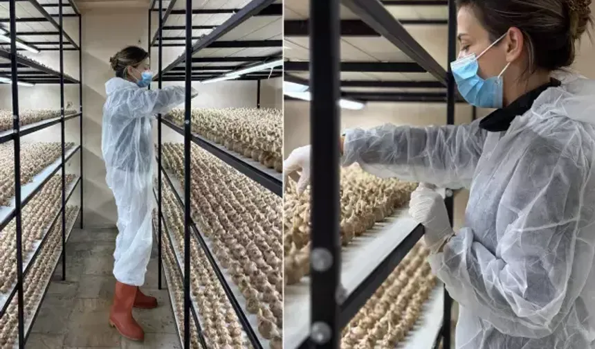 Mesleğini Bıraktı, 50 Metrekarede Safran Üretiyor