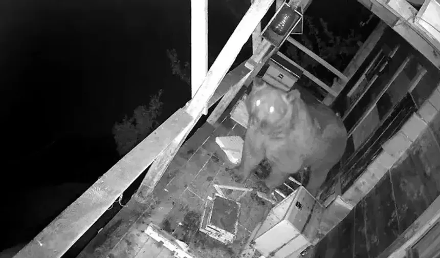 Of’ta Balkona Tırmanıp Bal Yiyen Ayı Kamerada