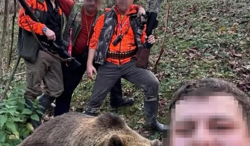 Trabzon’da Ayı Alarmı: Sürek Avı Başladı, İlk Ayı Vuruldu