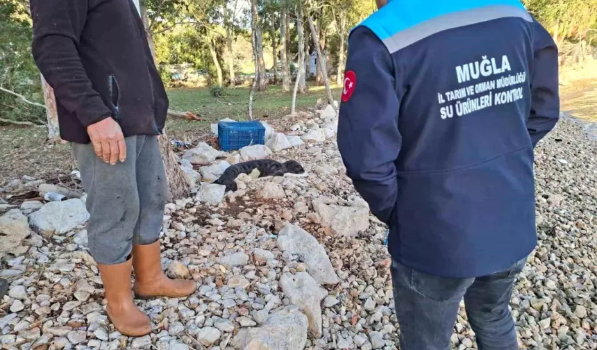 Yavru Akdeniz foku Marmaris kıyısında bulundu