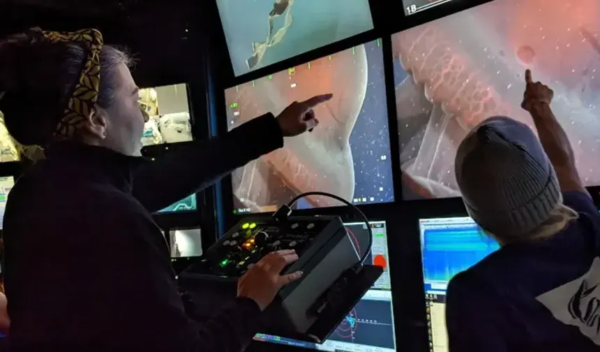 Yedi Kollu Ahtapot 40 Yıl Sonra Yeniden Görüldü