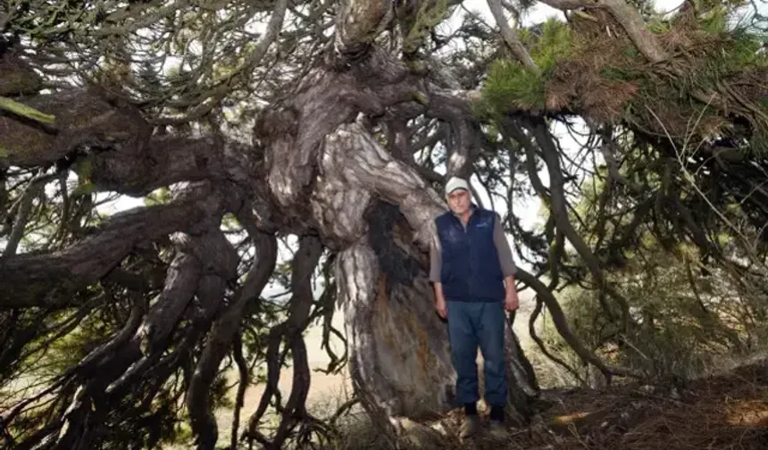 Kastamonu’da 400 Yıllık Çam Ağacı İlgi Odağı Oldu
