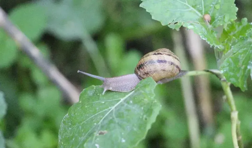 Trabzon’da Salyangoz Üretimi İhracat Başarısına Dönüştü