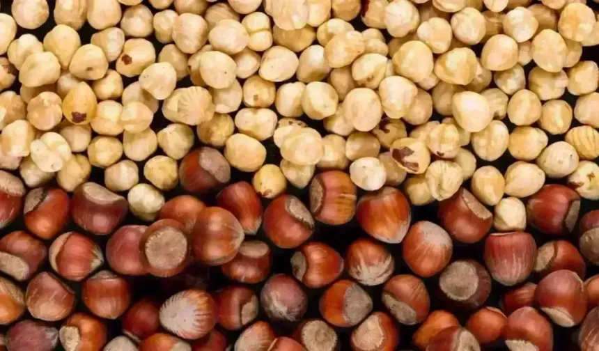 Fındık Fiyatında Sert Düşüş Üreticiyi Zorluyor