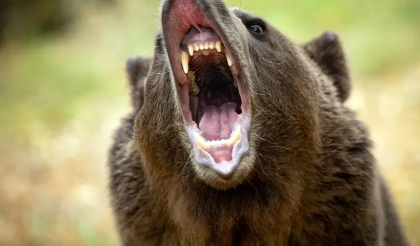 Ayı Saldırısı Rekoru: 230 Kişi Etkilendi