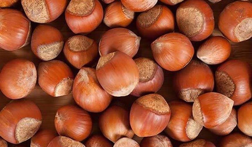 Türkiye’nin 11 Aylık Fındık İhracatı 221 Bin Tonu Aştı