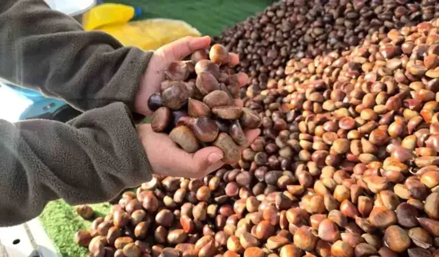 Tekirdağ’da Kestane Sezonu Açıldı, Tezgâhlar Doldu