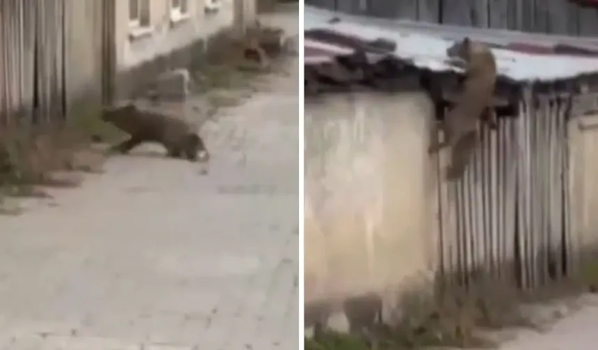Bolu’da Köpek Sesi Duyan Tilkinin Panik Anı Kamerada
