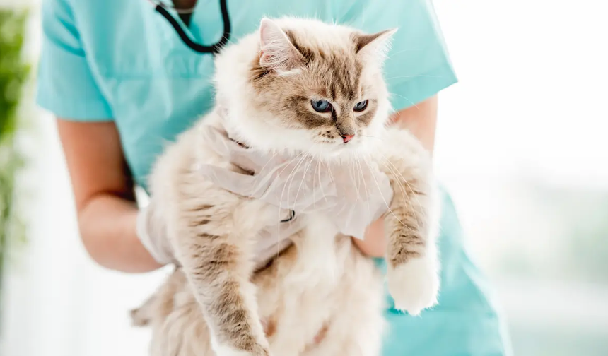 Sakarya Veteriner İle Evcil Hayvanlarda Tüy Dökülmesi Ve Sağlıklı Bakım Önerileri