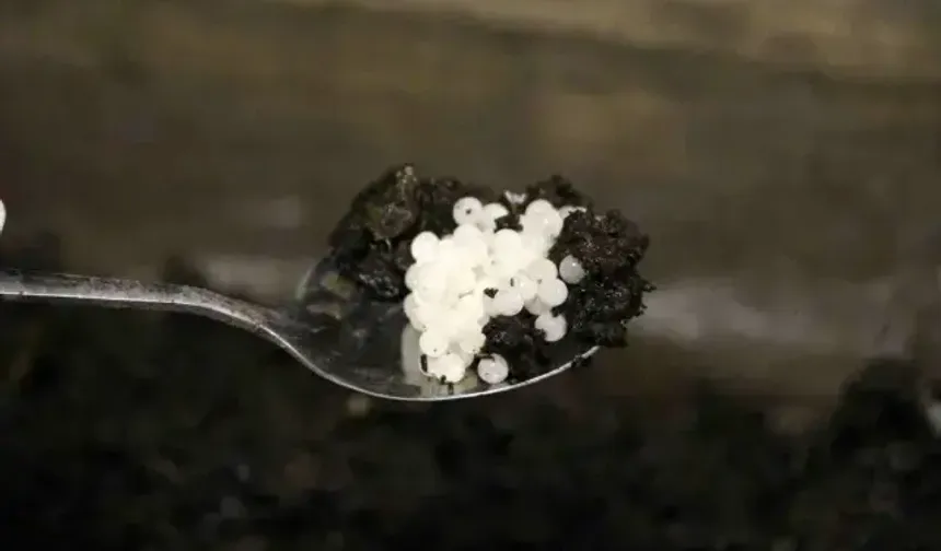 Değeri 150 bin lira! Keşfettiği hayvan hayatını değiştirdi