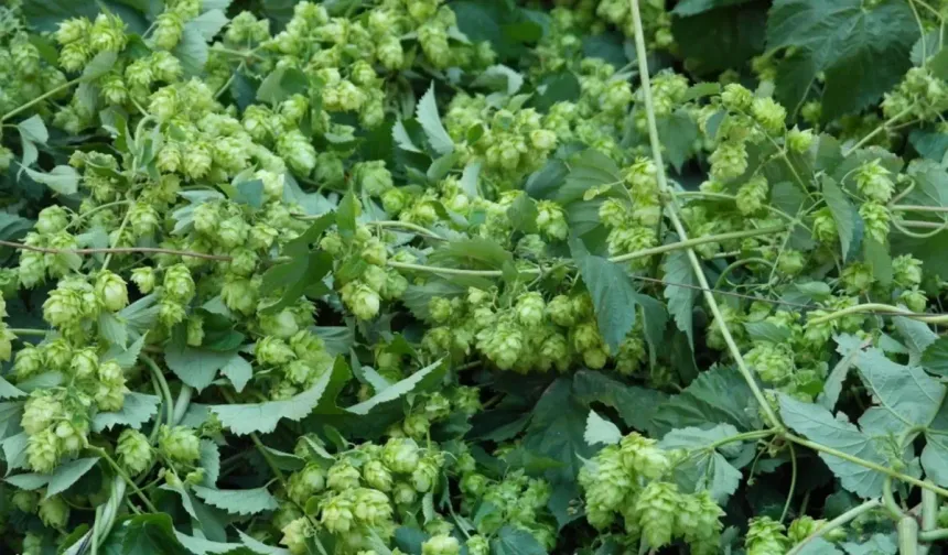 Türk Çiftçisi Atıyor, Avrupa Kilosunu 35 Bin TL'ye Alıyor