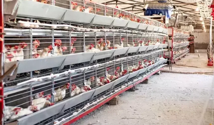 Türkiye'nin dev tavuk markası konkordato ilan etti