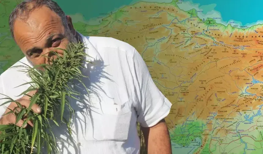 Resmi Gazete’de yayımlandı: 21 ilde kenevir üretimi