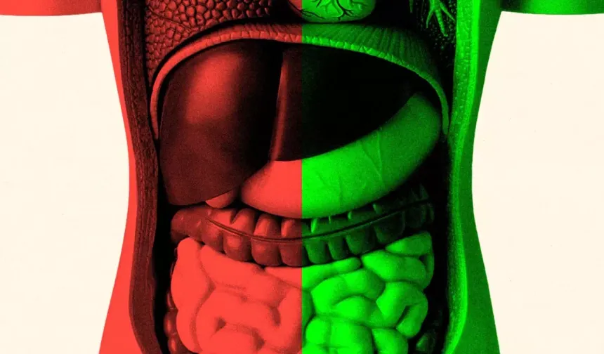 Bağırsak Sağlığı Yaşlanma Sürecini Etkiliyor Mu