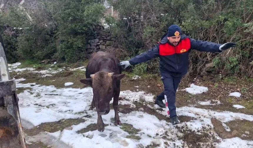 Niksar’da Su Kuyusuna Düşen İnek Kurtarıldı