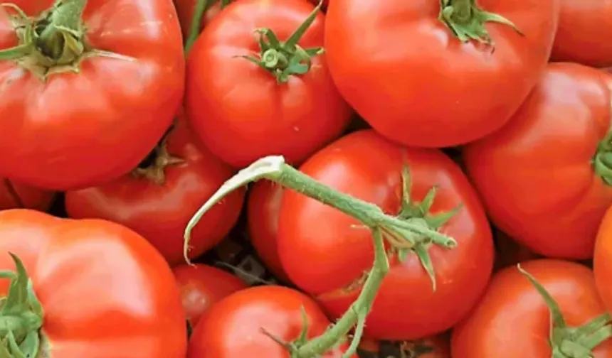 Ayaş Domatesi Dünya Listesinde İlk 10'da
