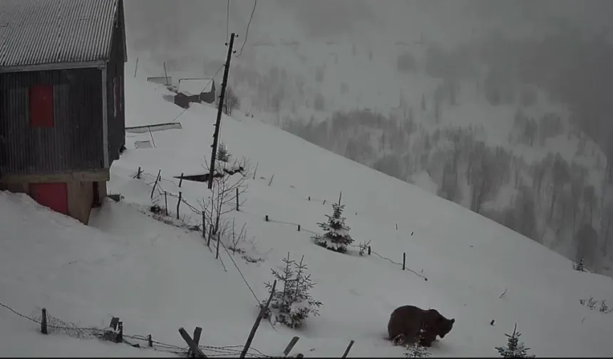 Kış Uykusundan Uyanan Ayı Yayla Evlerini Gezdi