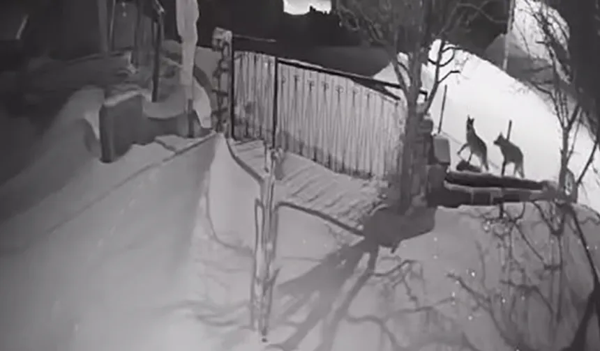 Artvin Şavşat’ta Aç Kalan Kurtlar Köye İndi